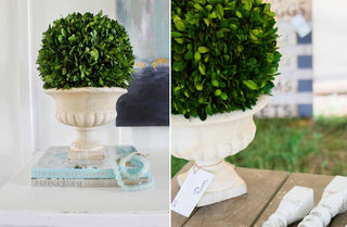 Potted Boxwood Topiary Ball